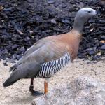 Ashy-headed Goose - Bird Species | Frinvelis jishebi | ფრინველის ჯიშები
