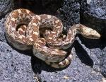 Pituophis catenifer affinis - Sonoran Gopher Snake | Snake Species