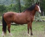 American Warmblood Horse | ცხენი | ცხენები | ცხენის ჯიშები
