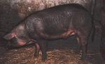 Mora Romagnola - pig breeds | goris jishebi | ღორის ჯიშები