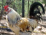 Araucana | Chicken | Chicken Breeds