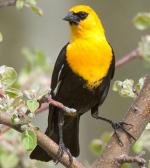 Yellow-headed Blackbird - Bird Species | Frinvelis jishebi | ფრინველის ჯიშები