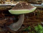 Boletus mirabilis - fungi species list A Z