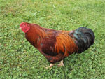 Chantecler | Chicken | Chicken Breeds