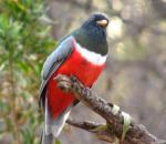 Elegant Trogon - Bird Species | Frinvelis jishebi | ფრინველის ჯიშები