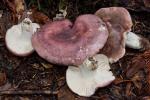 Russula cyanoxantha - fungi species list A Z