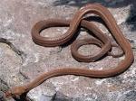 Bogertophis rosaliae (BC) - Baja California Rat Snake - Snake Species | Gveli | გველი