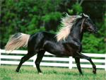 Rocky Mountain Horse | ცხენი | ცხენები | ცხენის ჯიშები