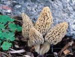 Morchella deliciosa - fungi species list A Z