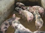 Pietrain - pig breeds | goris jishebi | ღორის ჯიშები