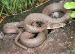 NARROW-HEADED GARTERSNAKE  <br />   Thamnophis rufipunctatus - snake species list a - z | gveli | გველი 