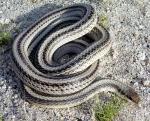 Salvadora hexalepis hexalepis - Desert Patch-nosed Snake - snake species list a - z | gveli | გველი 