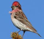 Cassin's Finch - Bird Species | Frinvelis jishebi | ფრინველის ჯიშები