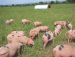 Spots - pig breeds | goris jishebi | ღორის ჯიშები