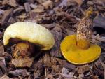 Boletus orovillus - fungi species list A Z