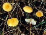 Marasmius armeniacus - Fungi Species