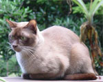 Burmese | კატა | კატები | კატის ჯიშები