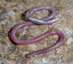 Rena humilis cahuilae - Desert Threadsnake - snake species list a - z | gveli | გველი 