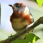 Bay-breasted Warbler - Bird Species | Frinvelis jishebi | ფრინველის ჯიშები