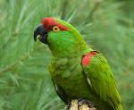 Thick-billed Parrot - Bird Species | Frinvelis jishebi | ფრინველის ჯიშები
