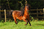 Caspian | Horse | Horse Breeds