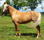 Albanian Horse - Horse Breeds | ცხენის ჯიშები| cxenis jishebi