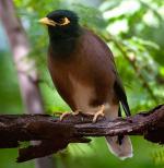 Common Myna - Bird Species | Frinvelis jishebi | ფრინველის ჯიშები