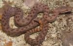  TWIN-SPOTTED RATTLESNAKE <br /> Crotalus pricei - Snake Species | Gveli | გველი