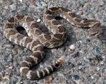 Crotalus oreganus oreganus - Northern Pacific Rattlesnake - snake species list a - z | gveli | გველი 