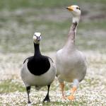 Bar-headed Goose - Bird Species | Frinvelis jishebi | ფრინველის ჯიშები