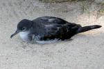 Wedge-tailed Shearwater - Bird Species | Frinvelis jishebi | ფრინველის ჯიშები