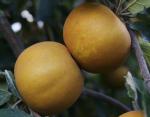 Saint Edmund's Russet - Apple Varieties | vashlis jishebi | ვაშლის ჯიშები