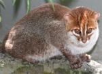 Flat-Headed Cat - wild cats - lynx | ფოცხვერი | focxveri 