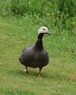 Emperor Goose - Bird Species | Frinvelis jishebi | ფრინველის ჯიშები