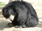 Sloth Bear - bears species | datvis jishebi | დათვის ჯიშები