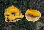 Phellinus gilvus - fungi species list A Z