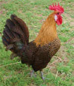 Campine - chicken breeds List | qatmis jishebi | ქათმის ჯიშები