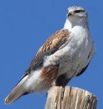 Ferruginous Hawk - Bird Species | Frinvelis jishebi | ფრინველის ჯიშები