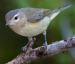 Warbling Vireo - Bird Species | Frinvelis jishebi | ფრინველის ჯიშები