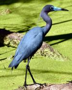 Little Blue Heron - Bird Species | Frinvelis jishebi | ფრინველის ჯიშები