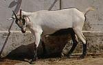 Moxotó Goat | Goat | Goat Breeds