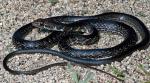 Coluber fuliginosus - Baja California Coachwhip | Snake Species