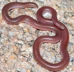 NEW MEXICO THREADSNAKE <br /> Leptotyphlops dissectus - snake species list a - z | gveli | გველი 