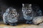 Iriomote Cat - wild cats - lynx | ფოცხვერი | focxveri 