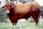 Santa Cruz - cow breeds list | dzroxis jishebi | ძროხის ჯიშები
