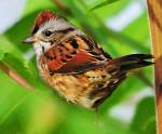 Swamp Sparrow - Bird Species | Frinvelis jishebi | ფრინველის ჯიშები
