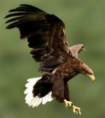 White-tailed Eagle - Bird Species | Frinvelis jishebi | ფრინველის ჯიშები