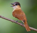 Rose-throated Becard - Bird Species | Frinvelis jishebi | ფრინველის ჯიშები