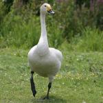 Bewick's Swan - Bird Species | Frinvelis jishebi | ფრინველის ჯიშები