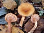 Laccaria laccata var. pallidifolia - fungi species list A Z